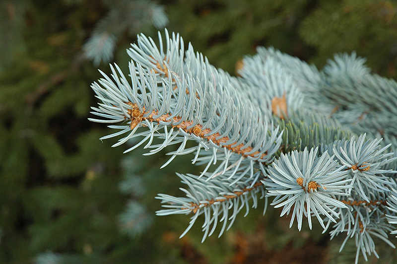 Blue Colorado Spruce (Picea pungens 'var. glauca') at James Valley Nursery