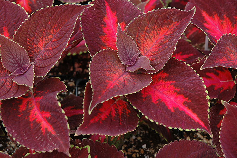 ColorBlaze Kingswood Torch Coleus (Solenostemon scutellarioides 'Kingswood Torch') at James Valley Nursery