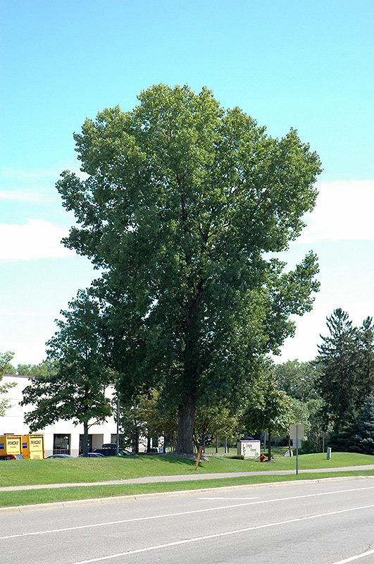 Siouxland Poplar (Populus deltoides 'Siouxland') at James Valley Nursery
