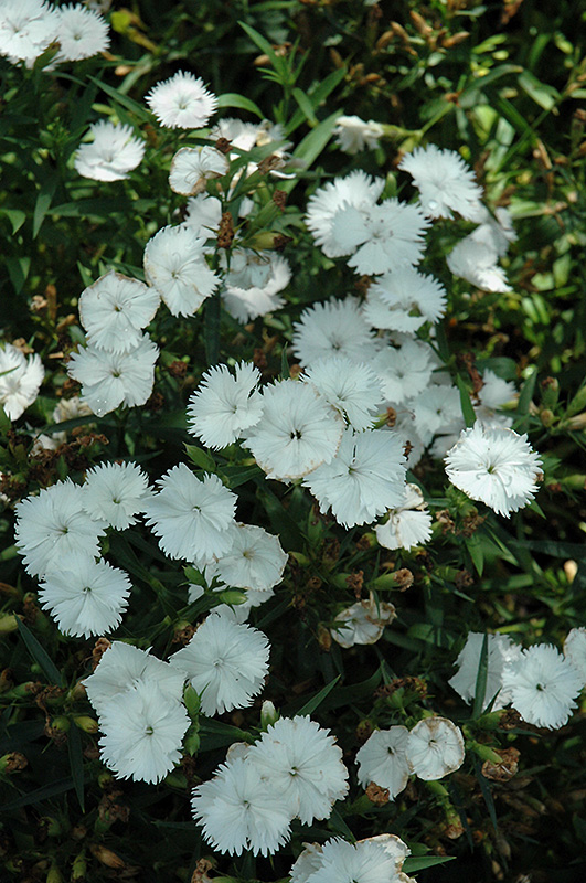 Ideal Select White Pinks (Dianthus 'Ideal Select White') at James Valley Nursery