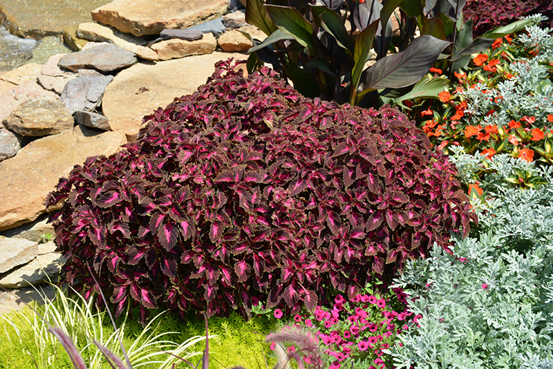 ColorBlaze Kingswood Torch Coleus (Solenostemon scutellarioides 'Kingswood Torch') at James Valley Nursery