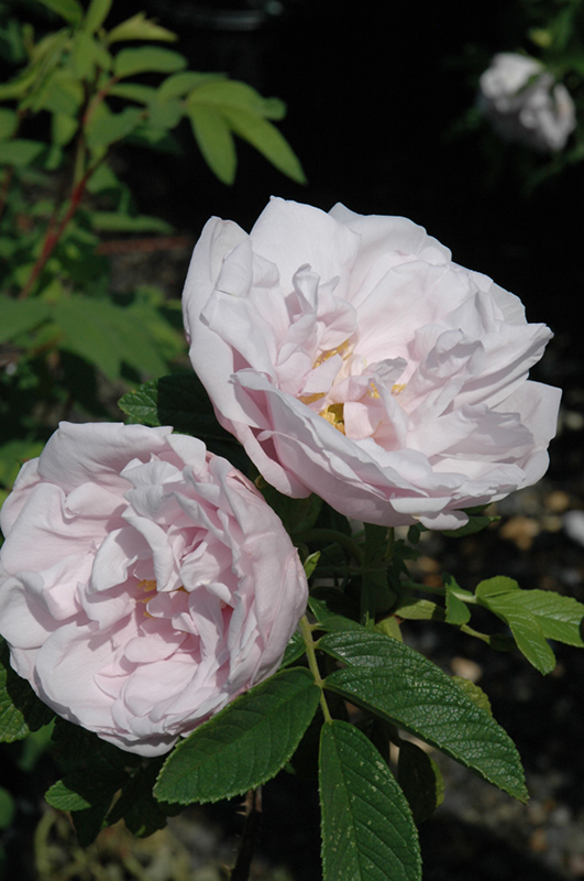 Snow Pavement Rose (Rosa 'Snow Pavement') at James Valley Nursery