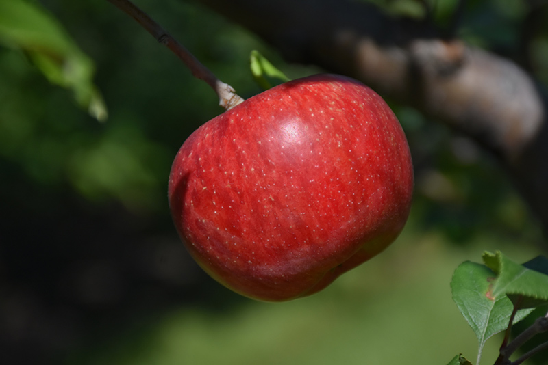 Wolf River Apple (Malus 'Wolf River') at James Valley Nursery