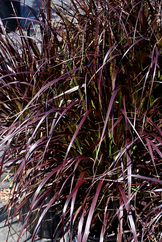 Purple Fountain Grass (Pennisetum setaceum 'Rubrum') at James Valley Nursery